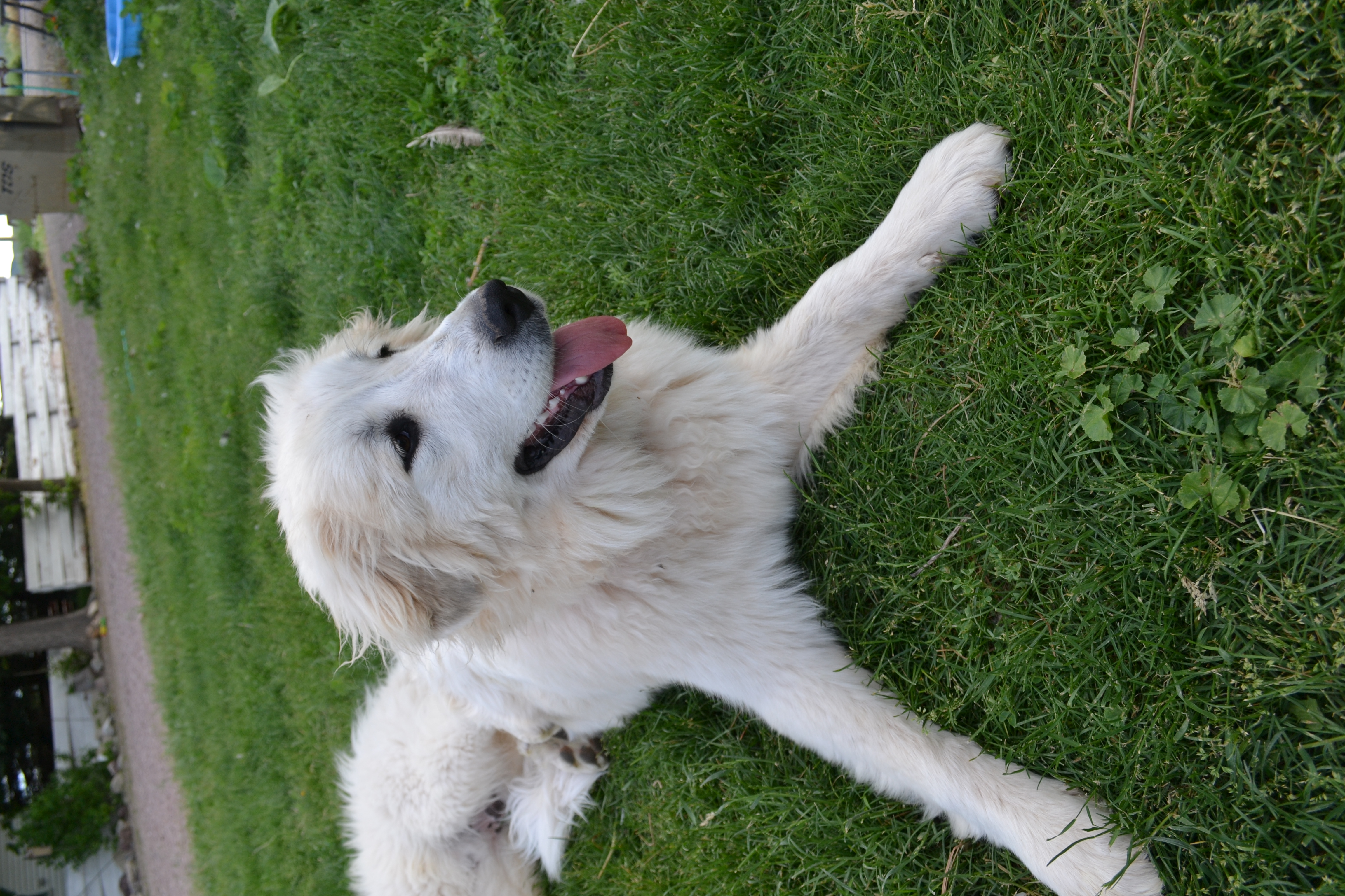 Great Pyrenees Breeding Pairs in Wyoming - Hergert Family Farm