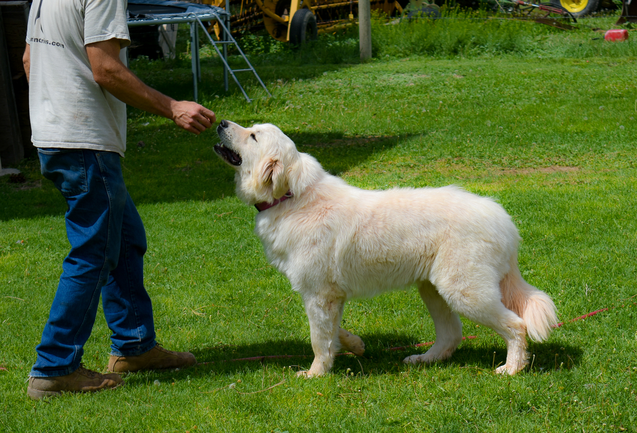 Great Pyrenees Breeding Pairs in Wyoming Hergert Family Farm