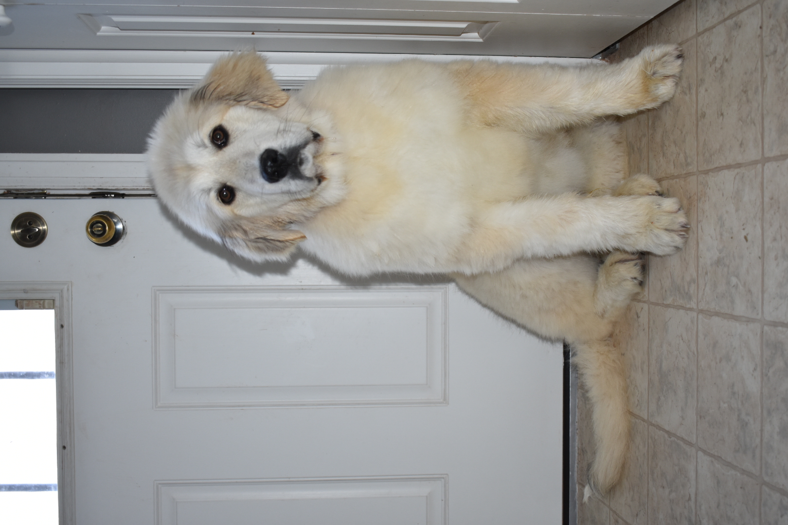 Great Pyrenees Breeding Pairs in Wyoming Hergert Family Farm