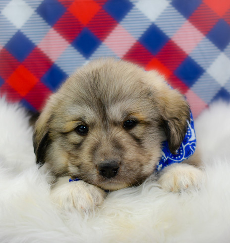 Great Pyrenees Pups turn 5 weeks old