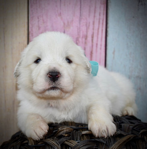Great Pyrenees Puppies Turn 3 Weeks Old