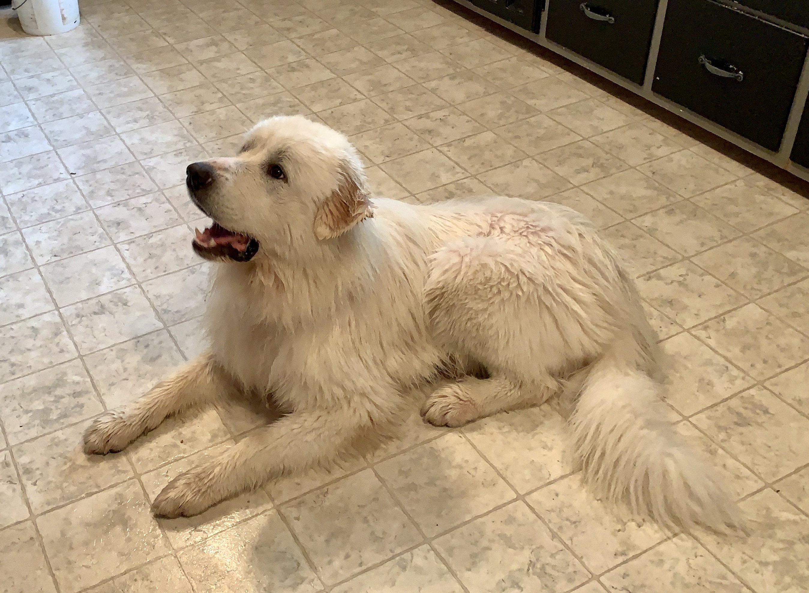 Great Pyrenees Breeding Pairs in Wyoming Hergert Family Farm