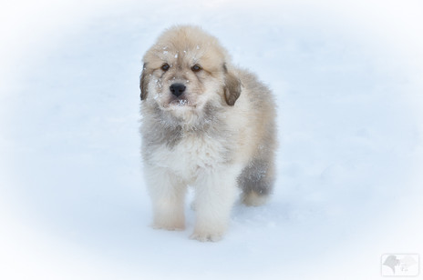 Great Pyrenees Turn 6 Weeks Old