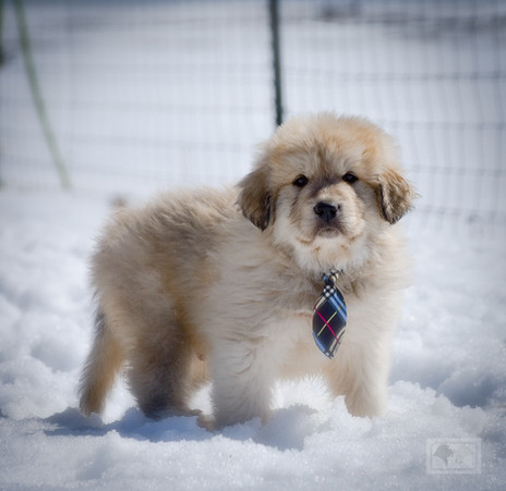 Great Pyrenees Puppies Turn 7 Weeks Old