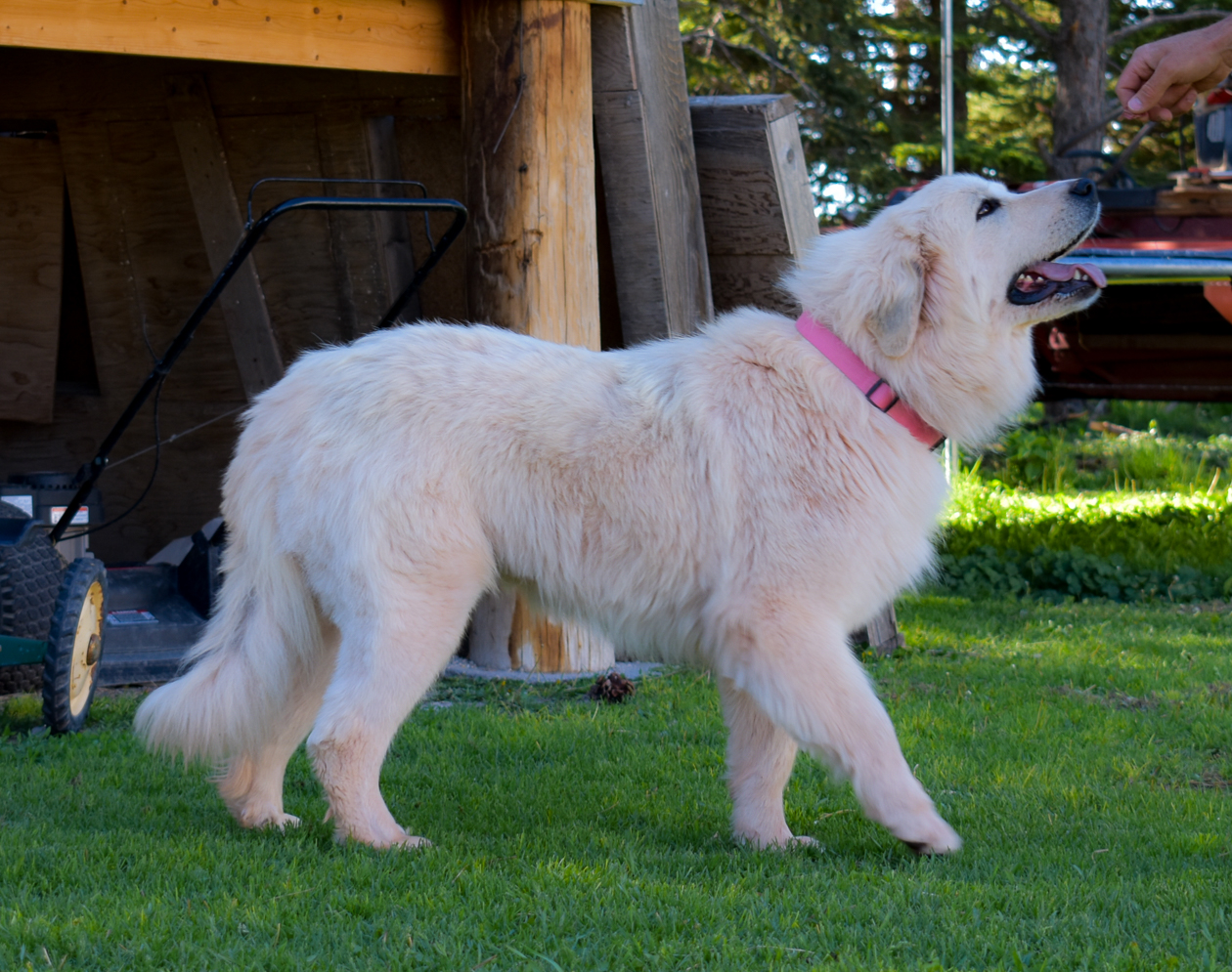 Great Pyrenees Breeding Pairs in Wyoming Hergert Family Farm