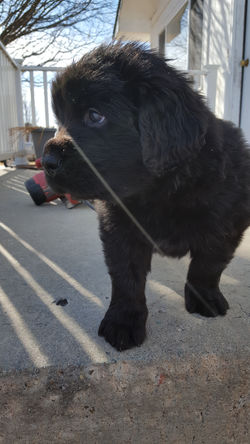 Newfoundlands in Wyoming - Jet