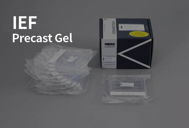 IEF Gel