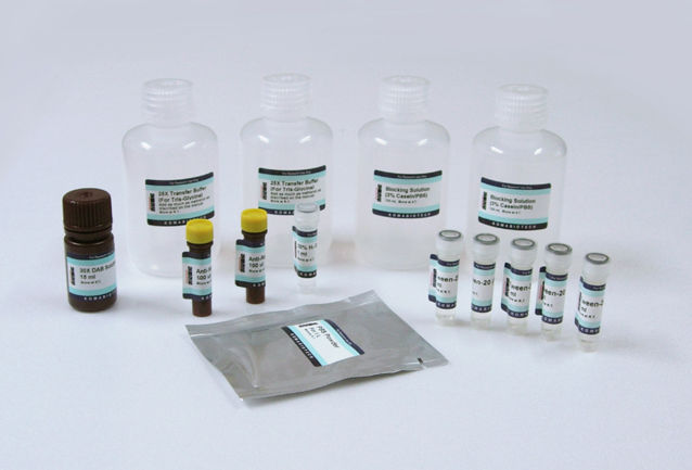 EzWay DAB Western Blot Kit