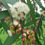 Thumbnail: Eucalyptus Flower