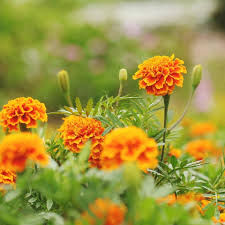 Seedling - Marigold - French