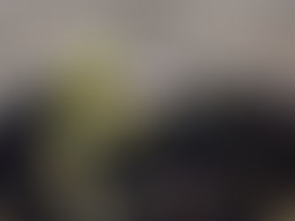 a newly sprouted seedling 