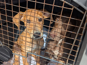 Ellie & Peaches sad start and happy ever after - Fostering helps with new start