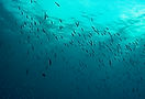 underwater.jpg