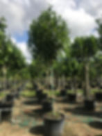 Pigeon Plum Standard