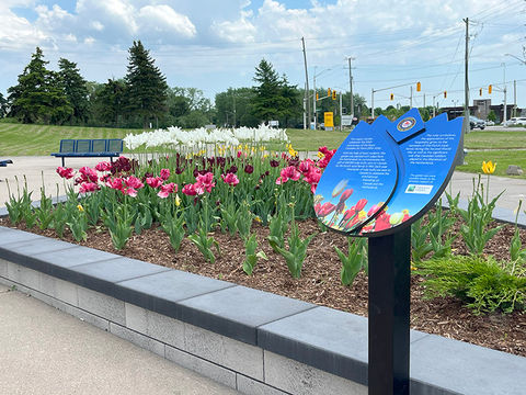 A blue tulip shaped sign at the tulip gardens of the Canadian Warplane Heritage Museum with the tulips showing behind it.