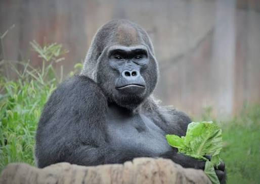 Los jóvenes gorilas Gus y Bukavu llegan al Saint Louis Zoo como parte de un programa de conservación para proteger a los gorilas occidentales de las tierras bajas.