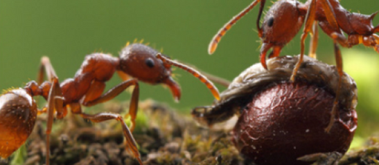 Asian needle ant confirmed in Missouri, an invasive species capable of delivering a painful sting and disrupting native forest ecosystems.