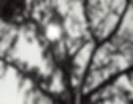 Swamplight, 2019 (36x28)