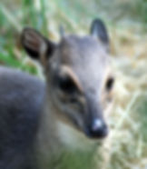 Blue Duiker
