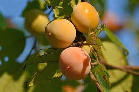 American Persimmon 3.jpeg
