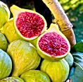 fig tree fruit.jpeg
