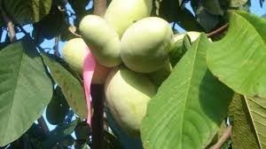 Kentucky Champ Banana pawpaw.jpeg