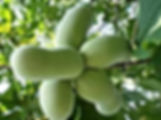 Tropical Frut grown in UK