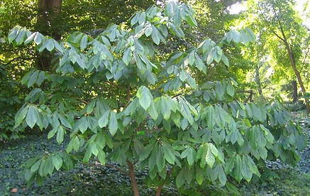 Pawpaw Tree for sale UK