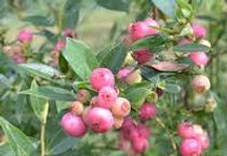 pink blueberry