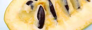 Prima 1216 pawpaw