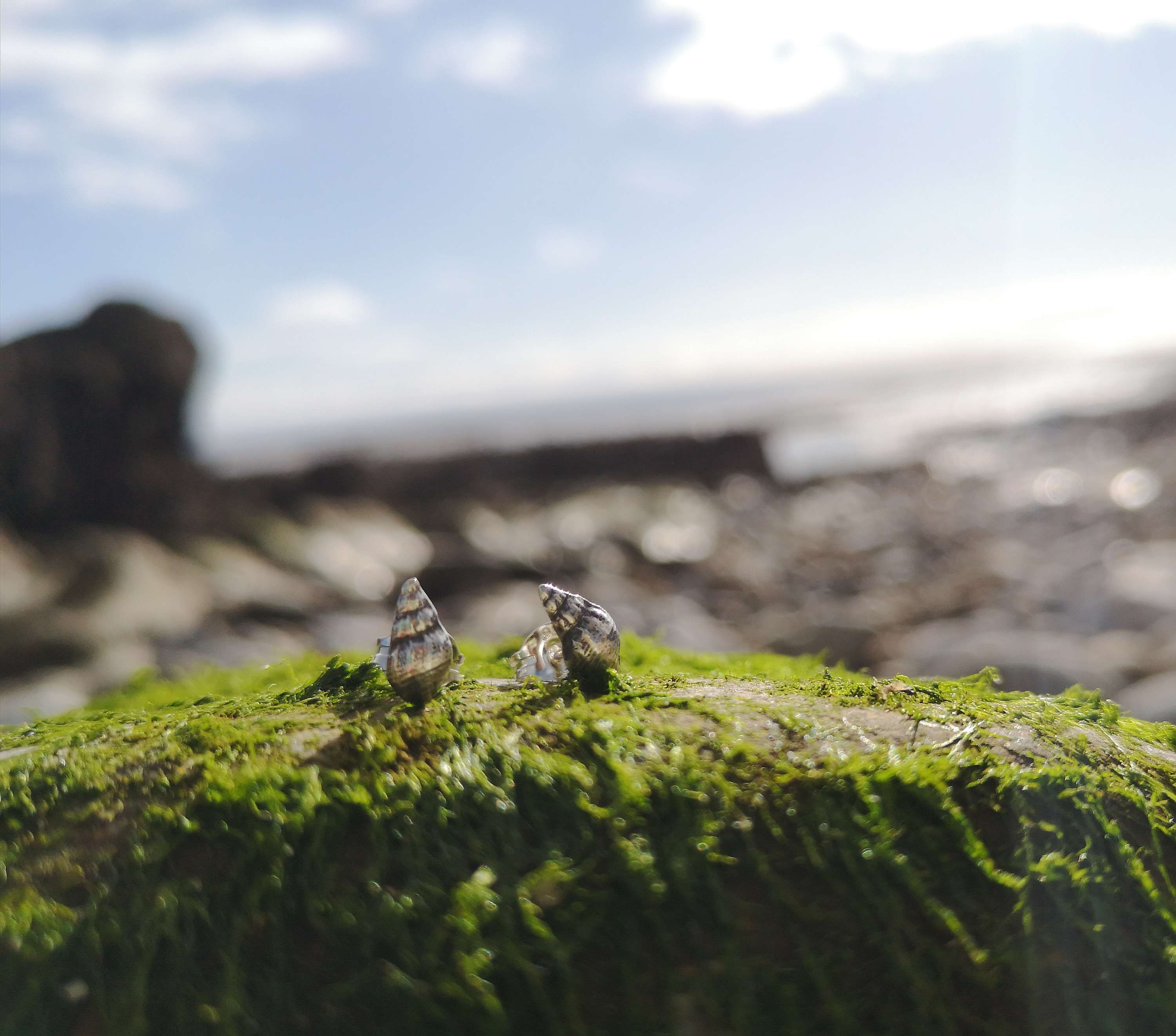 Tiny periwinkle shell solid silver stud earrings