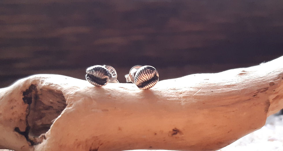 Thumbnail: Solid Silver tiny cowri shell stud earrings 