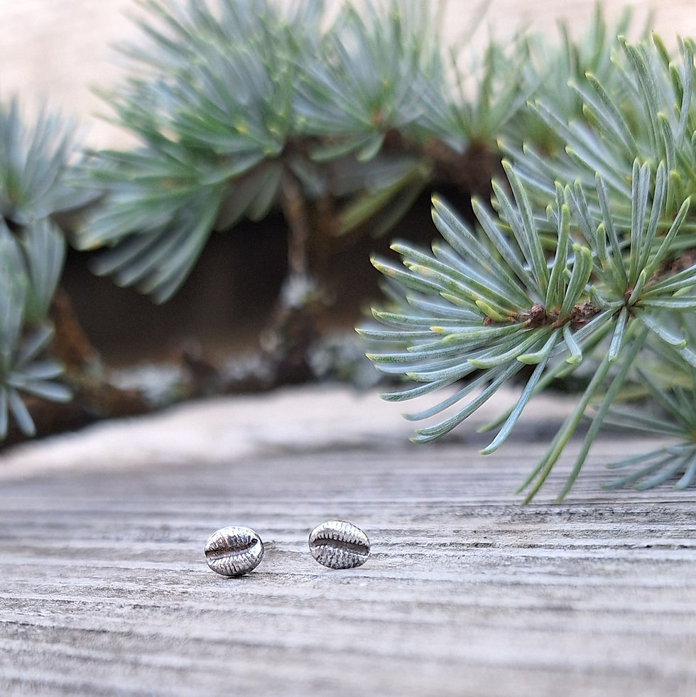 Solid Silver tiny cowri shell stud earrings