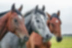 Three Horses_edited.jpg