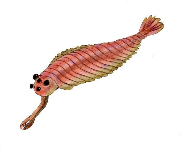 그림 18. Opabinia regalis. 5개의 눈과 긴 ‘주둥이’를 가진 미스터리한 생물. 넓은 범위의 절지동물의 일종으로 취급하기도 한다. 캐나다 버제스 셰일 동물군의 대표적인 생물이다.