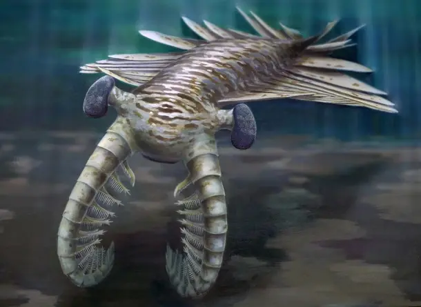 그림 20. Anomalocaris canadensis. 종 명에서 알 수 있듯이 여러 아노말로카리스류 중 캐나다 버제스 셰일층 산 아노말로카리스이다. 절지동물의 일종으로 보기도 하며, 동시대 다른 생물들에 비해 압도적인 크기를 자랑해 최상위 포식자로 여겨지기도 한다.