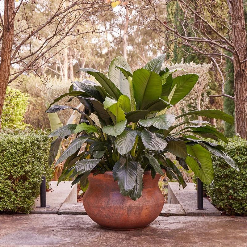 Thumbnail: Triton Belly pot