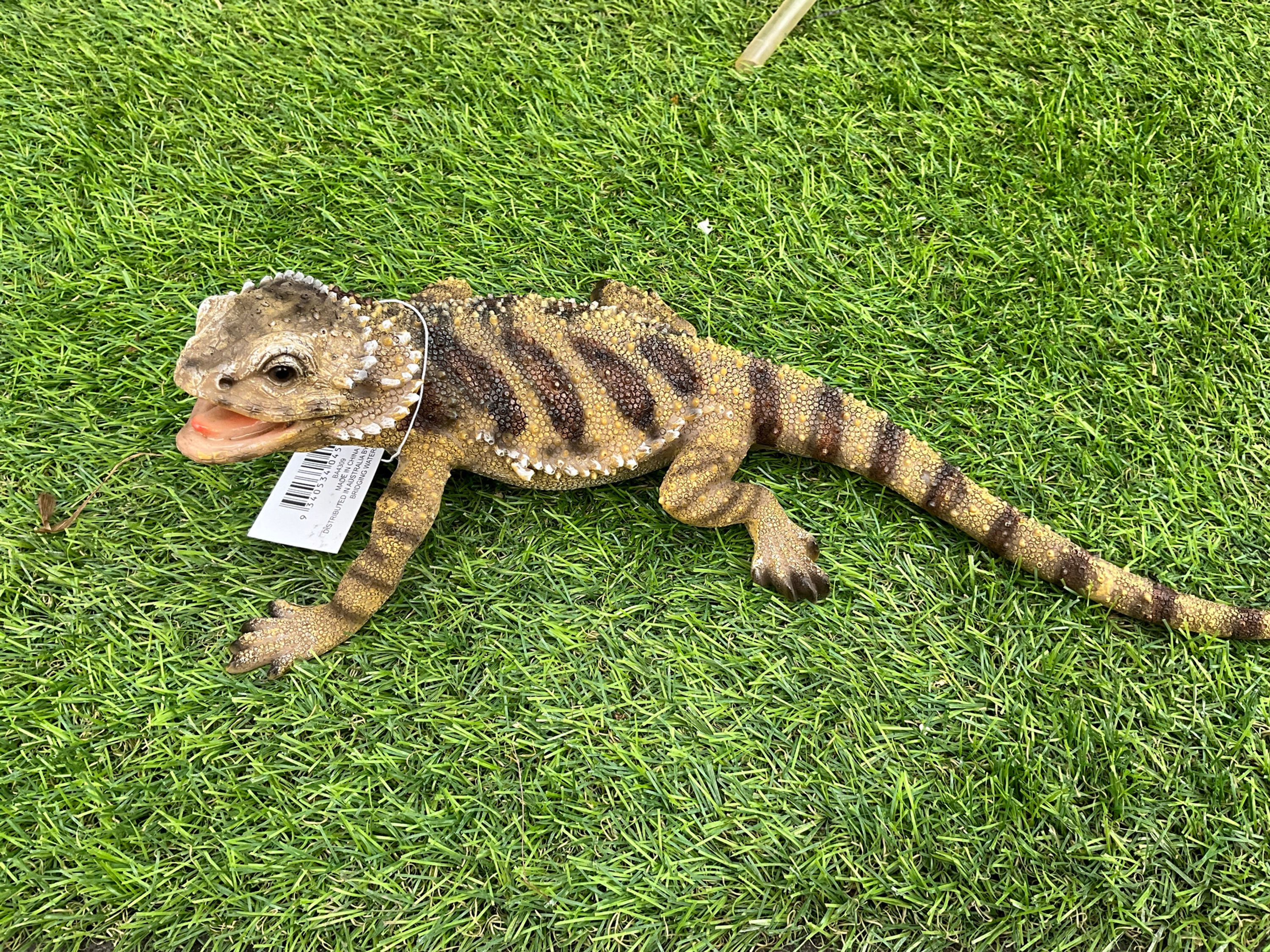 Racehorse Goanna