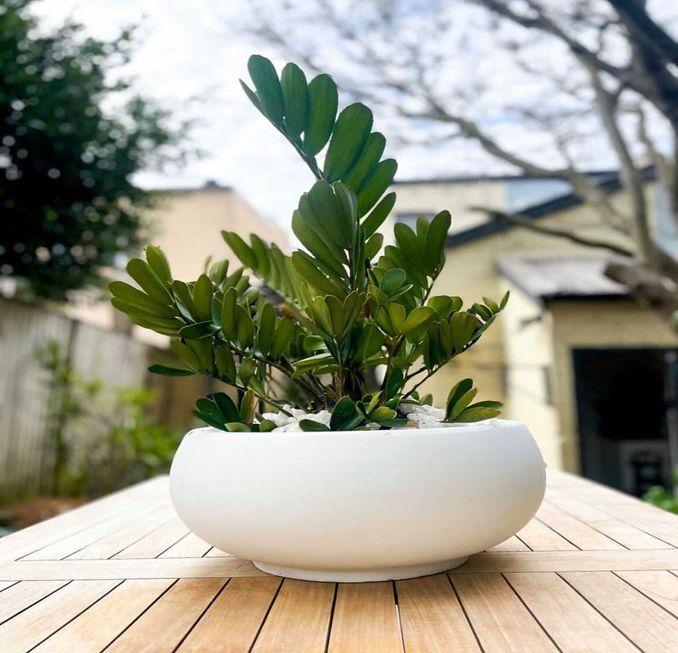 Lightweight round garden bowl planter with plants