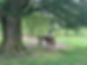 image_123650291-21.JPG
