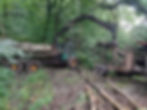 trees being moved after being felled