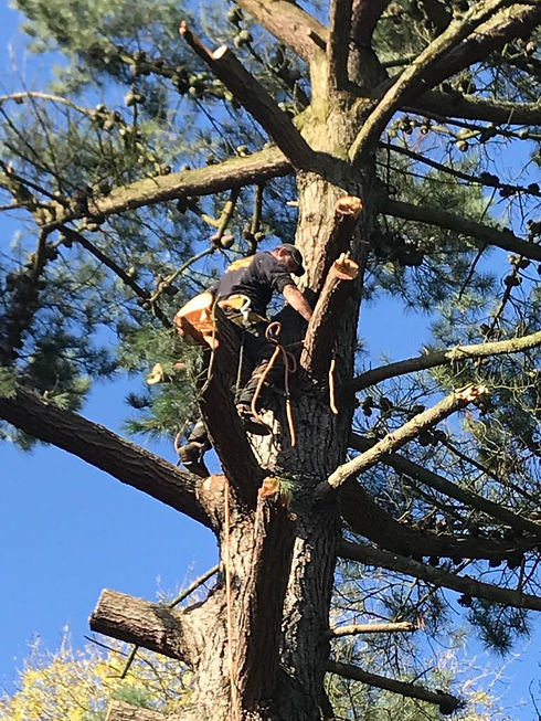 Tree surgery.jpg