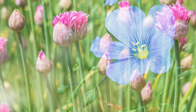 Resonanz-Marketing von Susanne Weiss