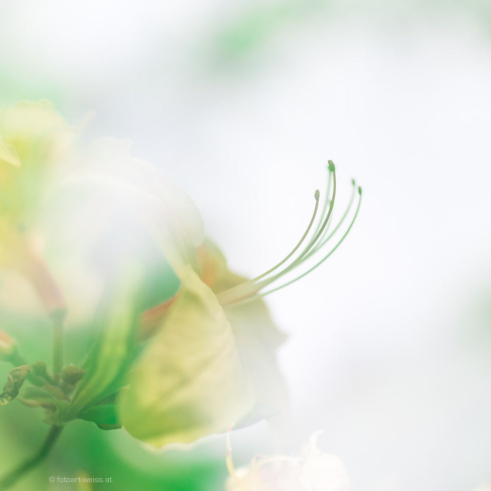 Webdesign von Susanne Weiss