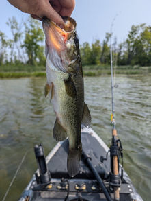 Bass catch shown up close near rocky shoreline from kayak fishing adventure.