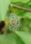 Cyclosa sp Trashline Orbweaver.jpg
