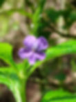 Stachytarpheta jamaicensis. Blue Porterweed. BIS-Hilbas.JPEG