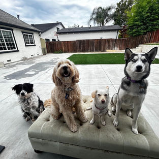 7 Signs Your Dog Isn't Getting Enough Structured Exercise