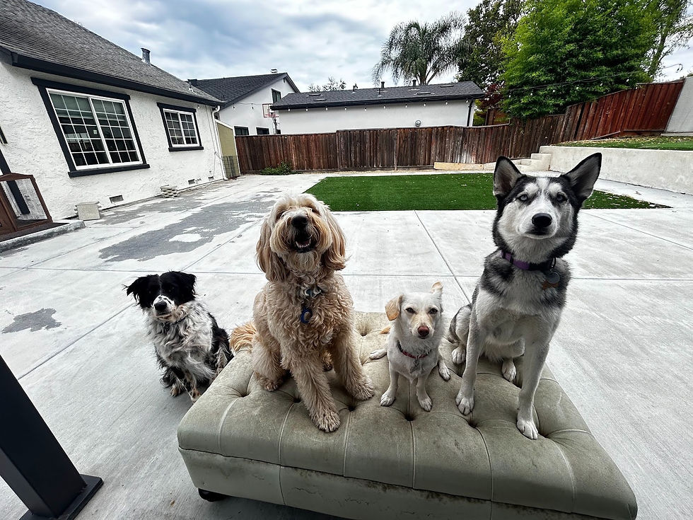 happy, fulfilled dogs after a walk