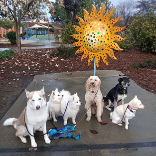 10 Best Dog-Friendly Parks & Walking Trails in Santa Clara County: A Local Dog Walker’s Guide
